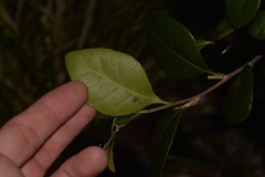 Planchonella howeana
