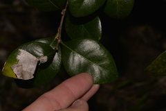 Planchonella howeana