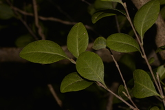 Planchonella howeana