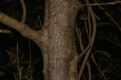 Planchonella howeana