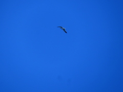 Larus