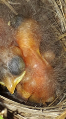 Saxicola torquatus