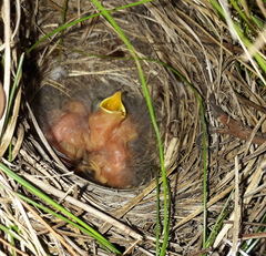 Saxicola torquatus