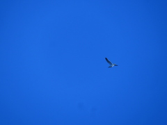 Larus