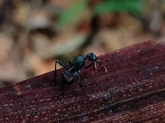 Polyrhachis armata
