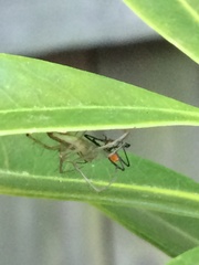 Oxyopes elegans