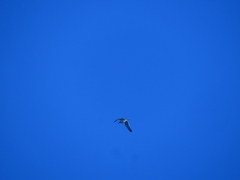 Larus
