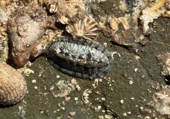Ischnochiton smaragdinus