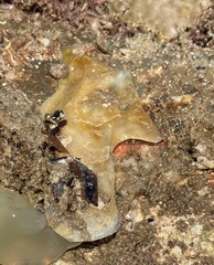 Malleus meridianus
