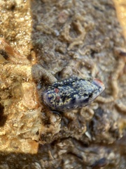 Hypselodoris saintvincentius