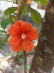 Leuenbergeria bleo