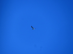 Larus