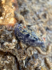 Hypselodoris saintvincentius
