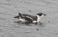 Brachyramphus marmoratus