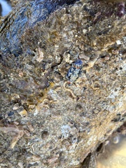 Hypselodoris saintvincentius