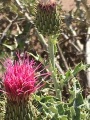 Cirsium ochrocentrum