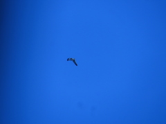 Larus