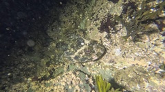 Myoxocephalus polyacanthocephalus