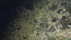 Myoxocephalus polyacanthocephalus