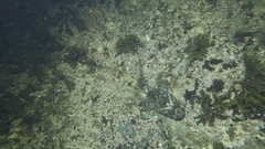 Myoxocephalus polyacanthocephalus