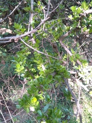 Ehretia rigida