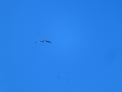Larus