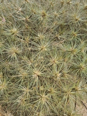 Spinifex sericeus