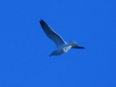 Larus