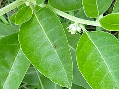 Volkameria glabra