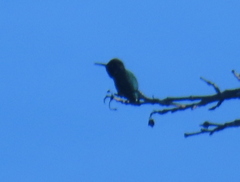 Calypte anna