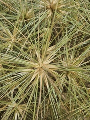 Spinifex sericeus