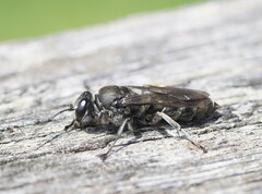 Crabroninae