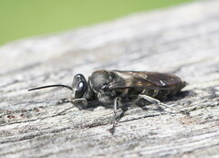 Crabroninae