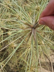 Spinifex sericeus