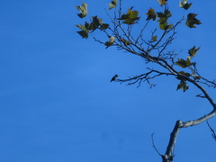 Calypte anna