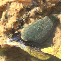 Semisulcospira libertina