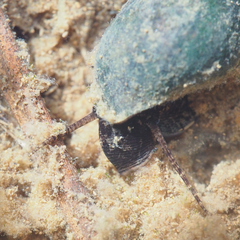Semisulcospira libertina