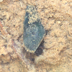 Semisulcospira libertina