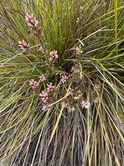 Sprengelia incarnata