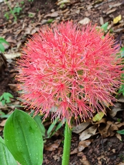 Scadoxus multiflorus