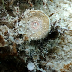 Marginopora vertebralis