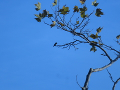 Calypte anna