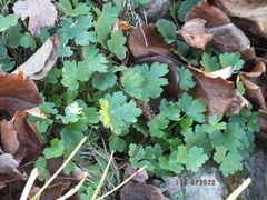 Ranunculus sceleratus