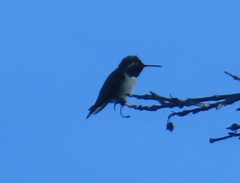 Calypte anna