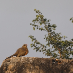 Taccocua leschenaultii