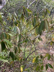 Acalypha integrifolia
