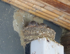 Ptyonoprogne fuligula