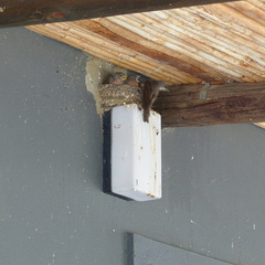 Ptyonoprogne fuligula