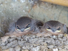 Ptyonoprogne fuligula