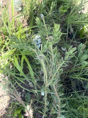 Lasiosiphon kraussianus